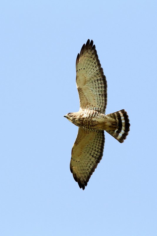 Broad-Winged_Hawk-090158-55.jpg