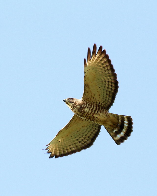 Broad-Winged_Hawk-090157-57.jpg