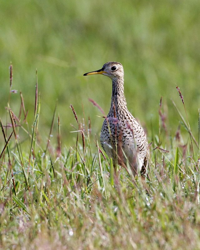 Upland_Sandpiper-2.jpg