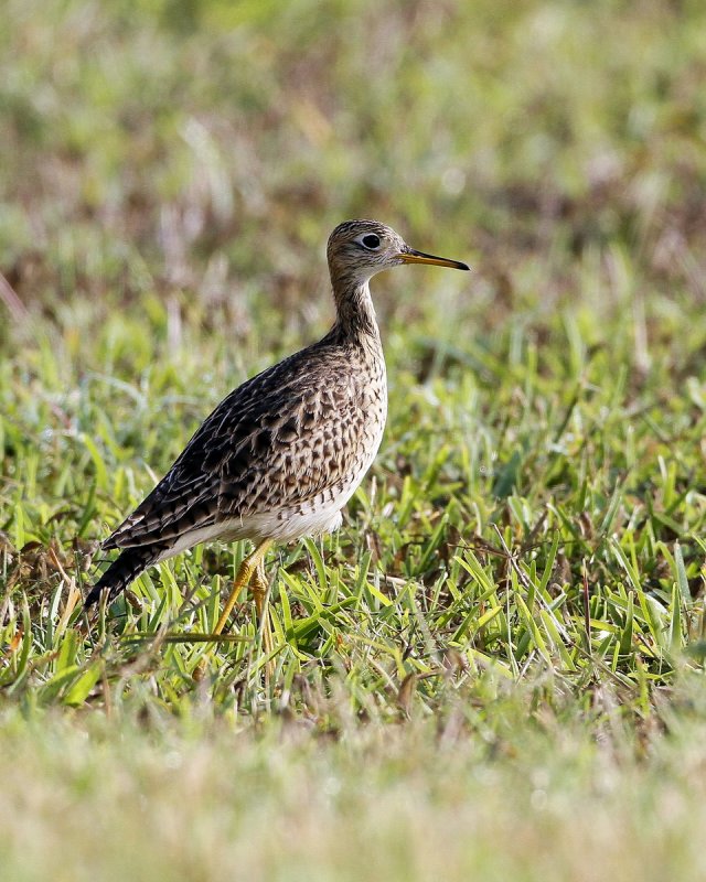Upland_Sandpiper-1.jpg