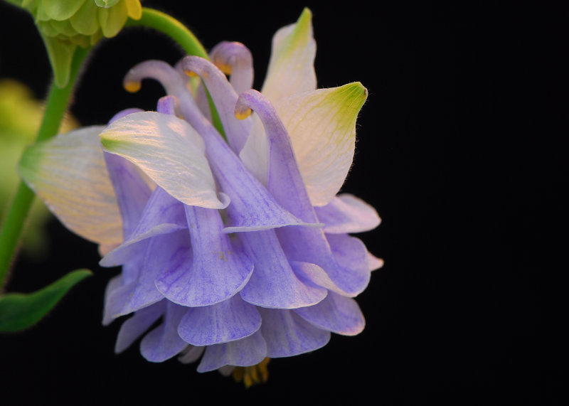 Double Columbine