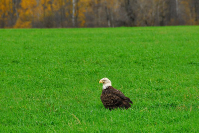 Eagle in the field