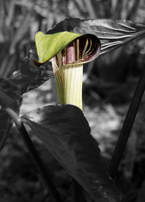 Jack-in-the-pulpit