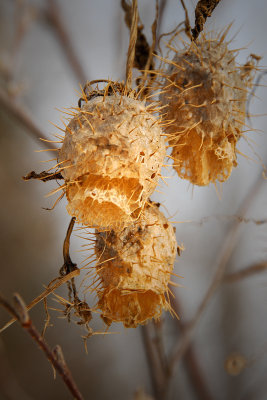 Winter skeleton