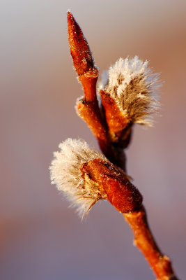 Signs of spring