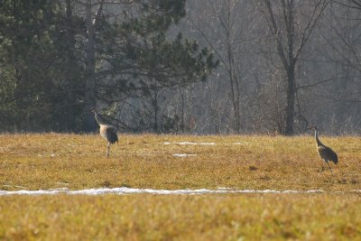 Sandhill Cranes have finally returned