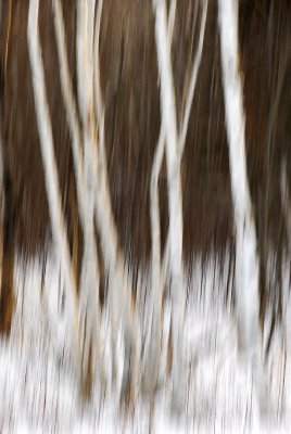 Birch Trees