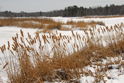 Cattail marsh at the Chippewa Flowage, WI