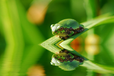 Tree Frog reflection