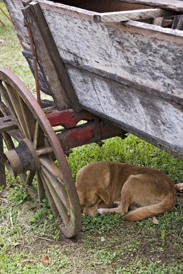 co preguioso (lazy dog)