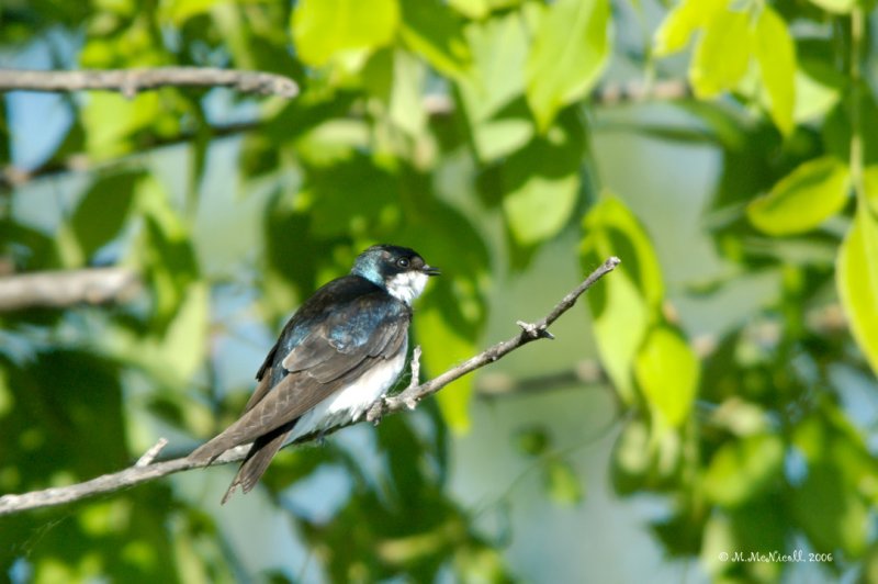 Hirondelle bicolore