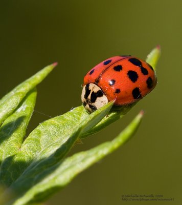 Coccinelle