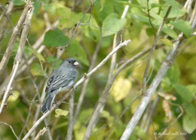 Junco