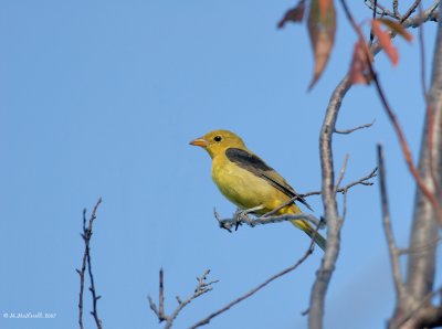 Tangara carlate (femelle)