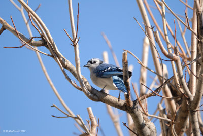 Geai bleu