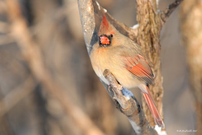 Cardinal rouge (femelle)