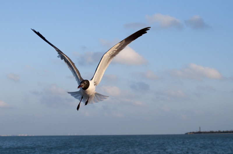 Laughing Gull