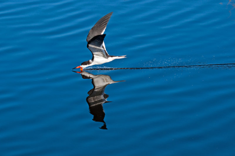 Black Skimmer