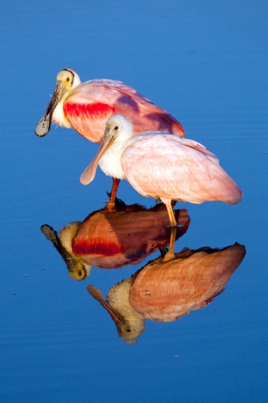 Roseate Spoonbill