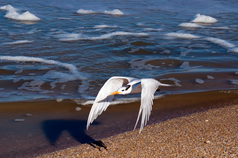 Royal Tern