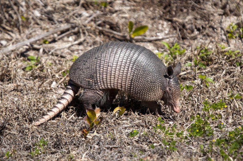 Armadillo