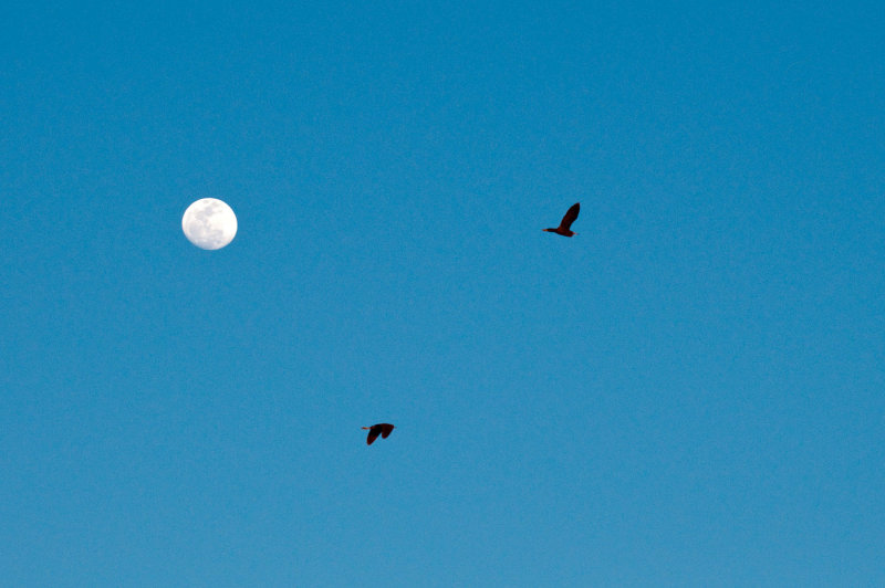 Merritt Island NWR