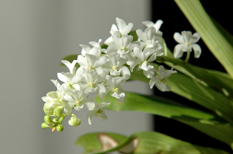 Rhynchostylis Gigartea-alba