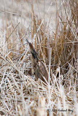 American Bittern