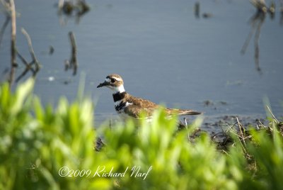 Killdeer
