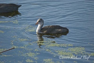 American Coot