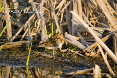 COMMON SNIPE