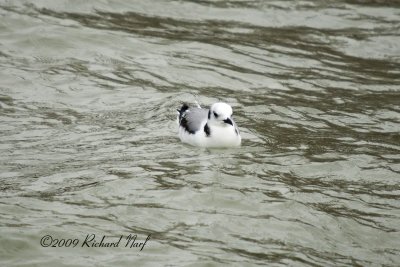 Black-legged Kittiwake