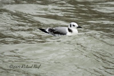 Black-legged Kittiwake