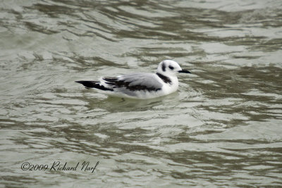 Black-legged Kittiwake