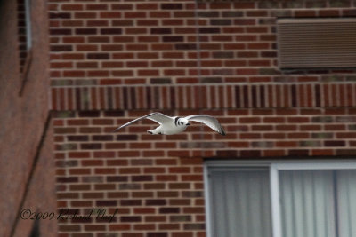 Black-legged Kittiwake