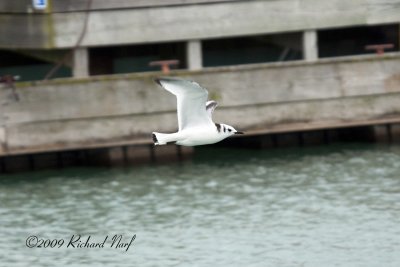 Black-legged Kittiwake