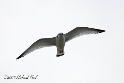 Black-legged Kittiwake