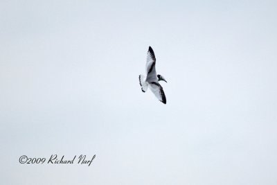 Black-legged Kittiwake