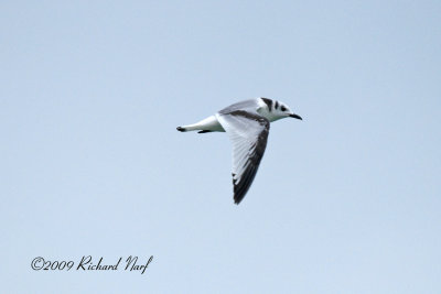 Black-legged Kittiwake