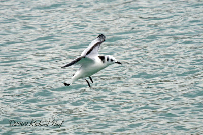 Black-legged Kittiwake