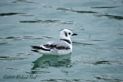 KITTIWAKE, BLACK-LEGGED