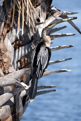 Anhinga