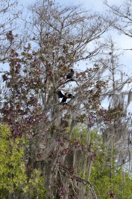 Anhinga