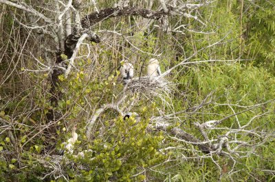 Anhinga