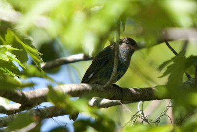 Indigo Bunting