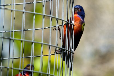 Painted Bunting