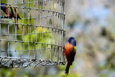 Painted Bunting