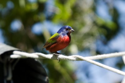 Painted Bunting