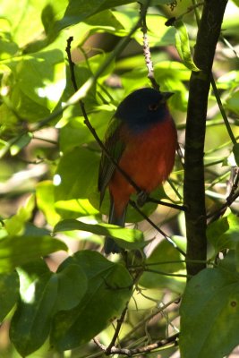 Painted Bunting