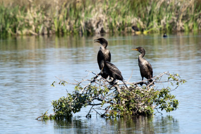 CORMORANT, DOUBLE-CRESTED 